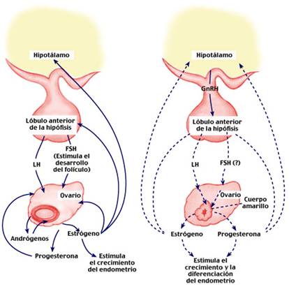 Sintesis hormonas esteroideas mitocondria